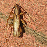 Pelossus apicalis